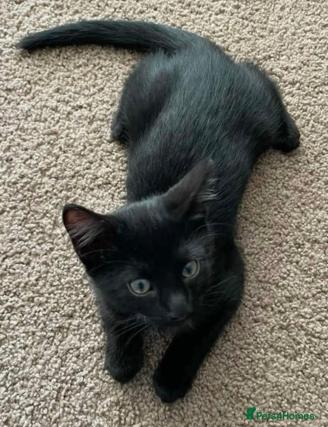 Mixed Breed cats for sale: Female black kitten  - Image 1
