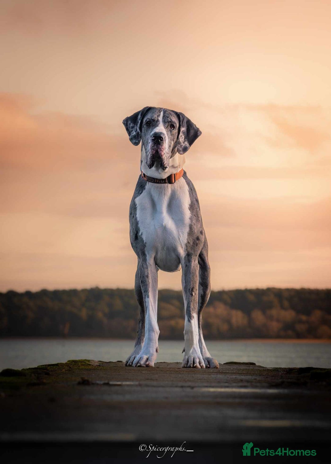 Great Dane dogs for stud: Great Dane merle stud dog  - Advert 6
