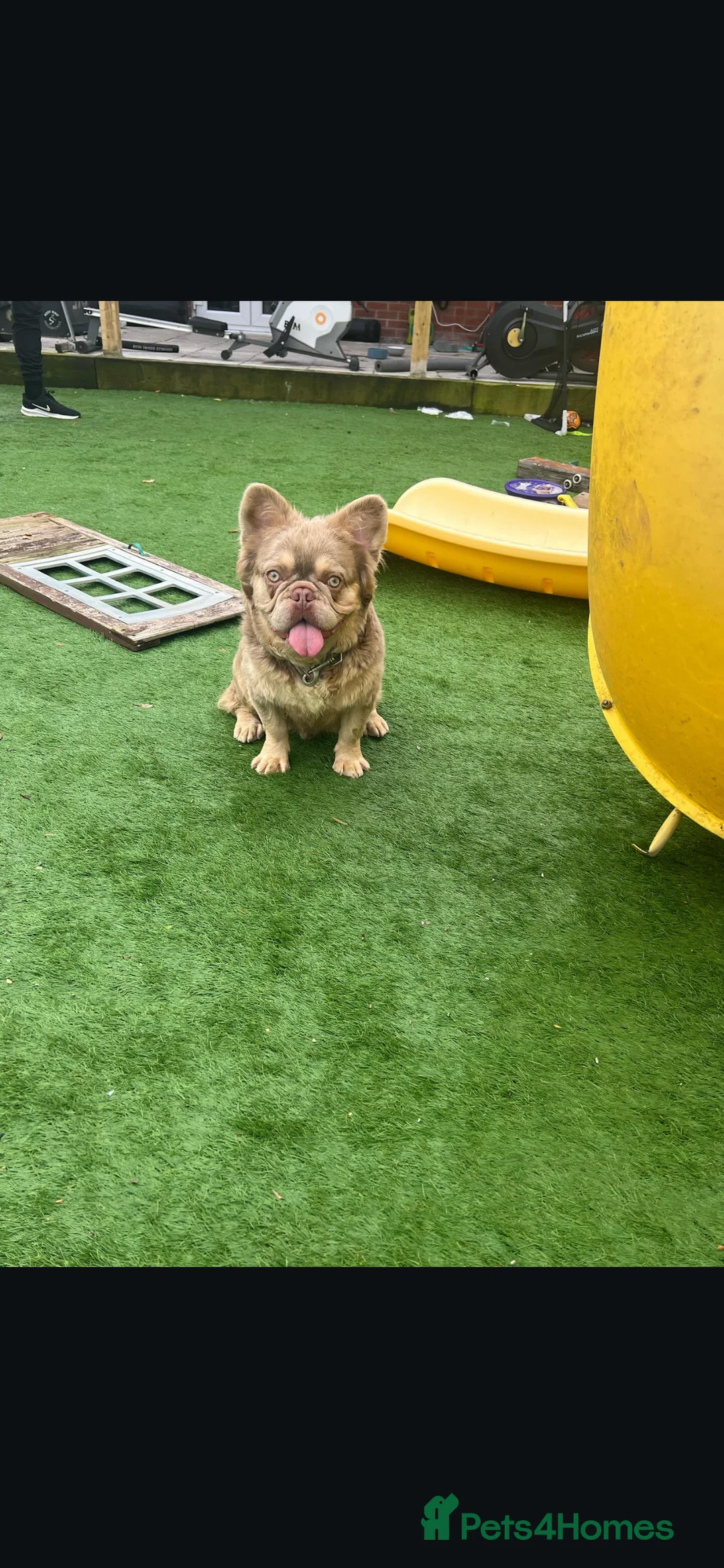 French Bulldog dogs for stud: Visual fluffy new shade boy Fluffiest in the UK  in Manchester - Advert 9