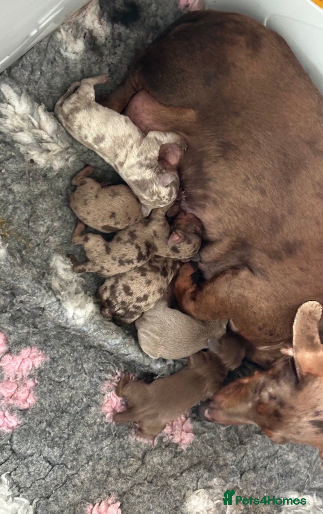 Miniature Dachshund dogs for sale: Miniature Dachshund Puppies - Image 7