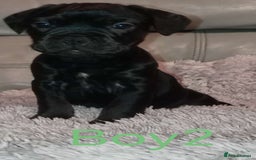 Mixed Breed dogs for sale: FROCKERS. (French bulldog cross cocker spaniel) - Image 12