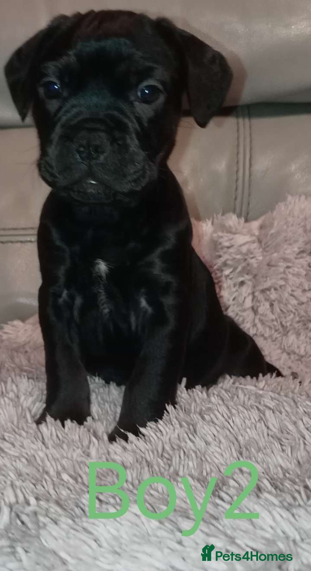 Mixed Breed dogs for sale: FROCKERS. (French bulldog cross cocker spaniel) - Image 12