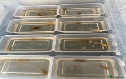 Axolotl reptiles for sale: Beautiful Baby Axolotls  - Image 2