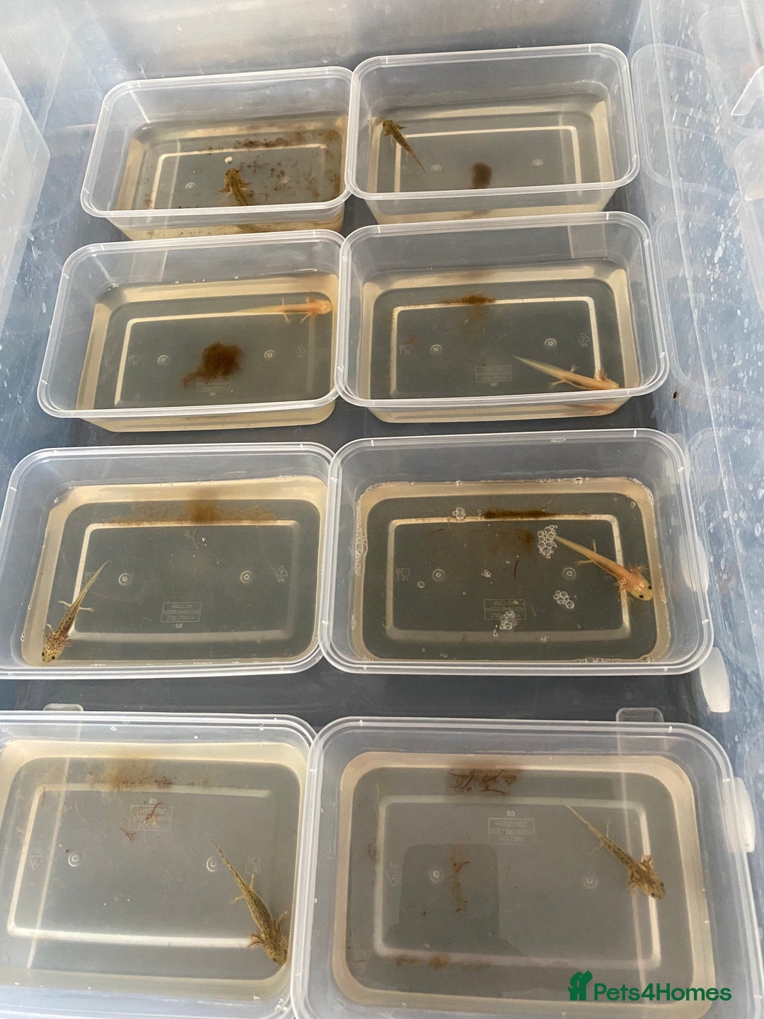 Axolotl reptiles for sale: Beautiful Baby Axolotls  - Image 2
