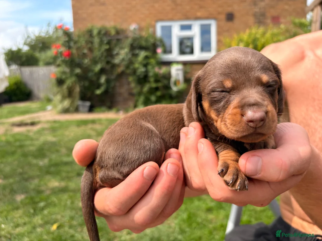Miniature Dachshund dogs for sale: One female available 🏡 ready to leave  - Advert 26