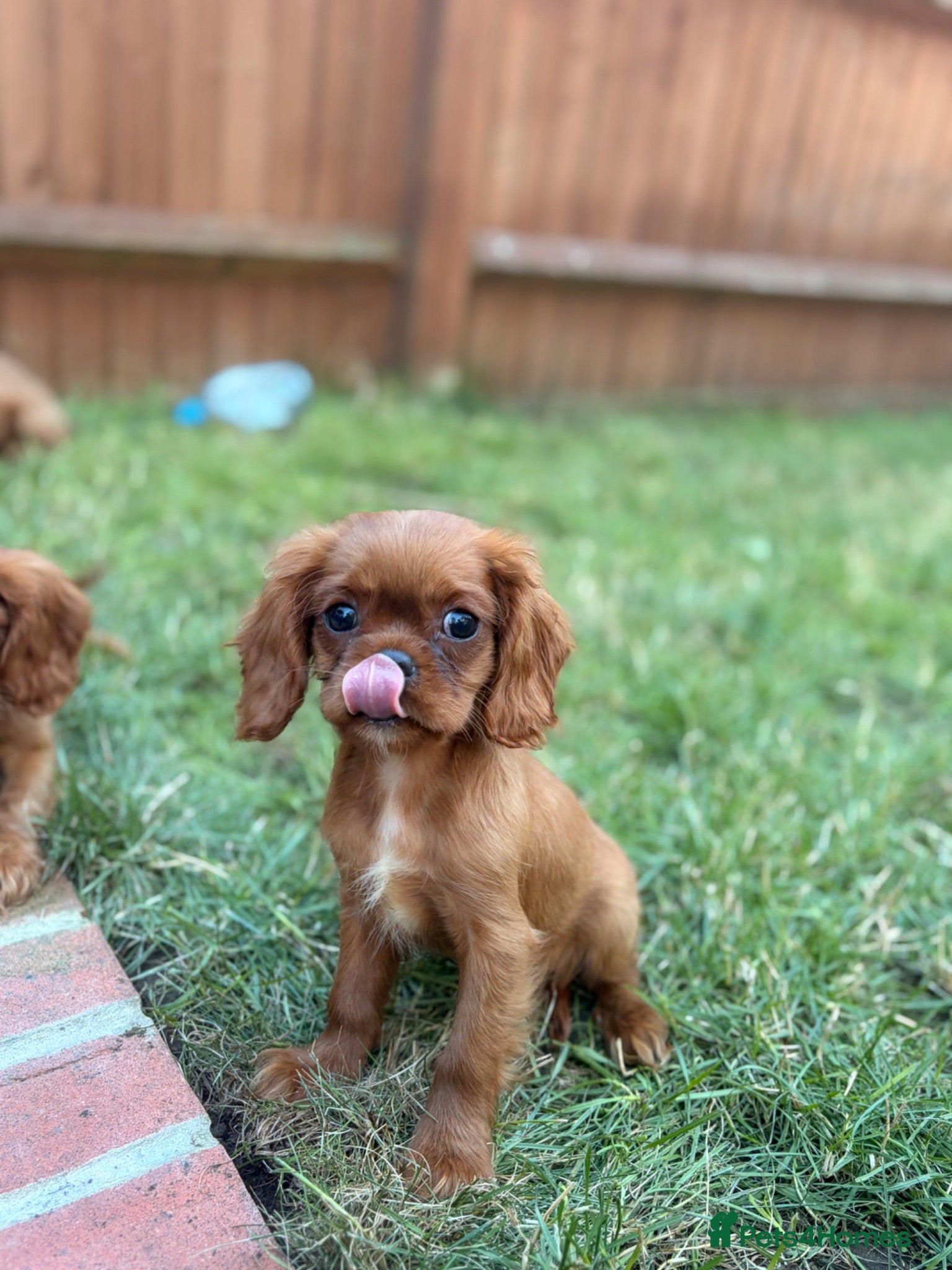 Cavalier King Charles Spaniel dogs Kc cavalier King Charles spaniel  - Advert 5