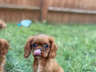 Cavalier King Charles Spaniel dogs Kc cavalier King Charles spaniel - Advert 5