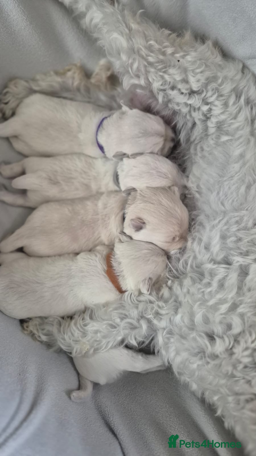 West Highland Terrier dogs 4 Gorgeous Westie puppies for sale  - Advert 15