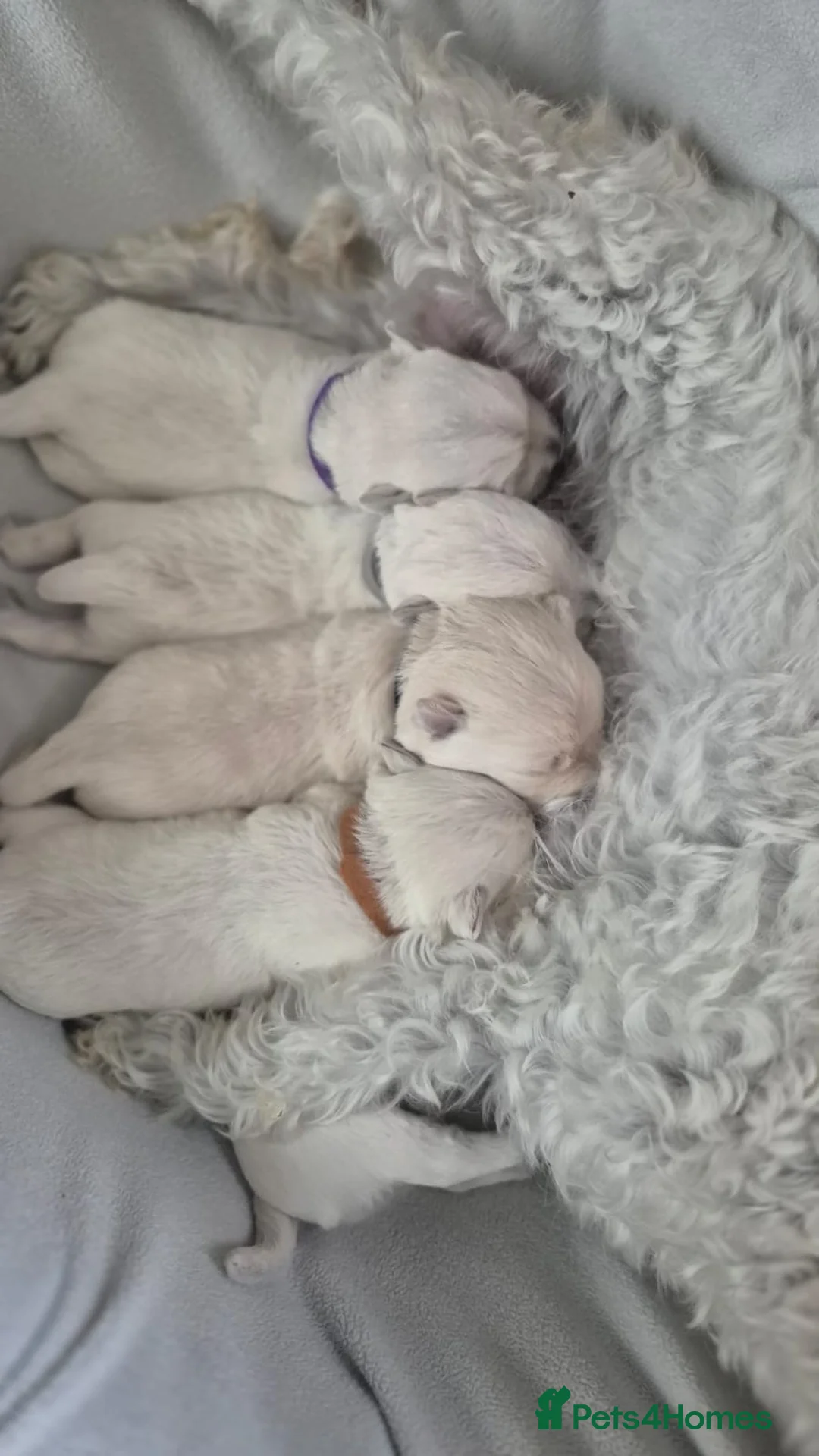 West Highland Terrier dogs for sale: 4 Gorgeous Westie puppies for sale  - Advert 1