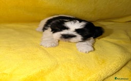 Shih Tzu dogs for sale: ✨ puppies Shih Tzu ✨  - Image 8