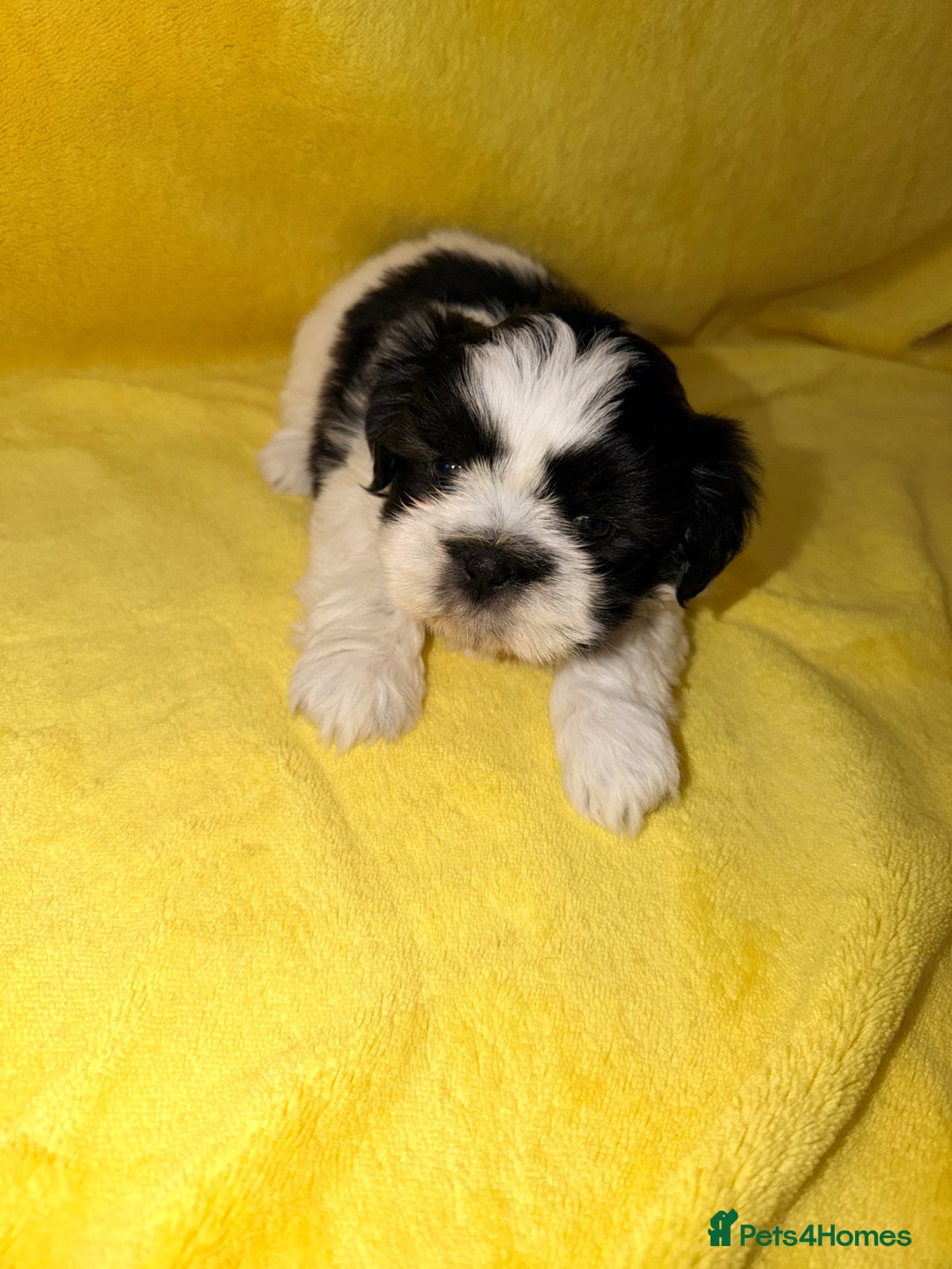 Shih Tzu dogs for sale: ✨ puppies Shih Tzu ✨  - Image 8