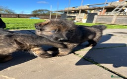 German Shepherd dogs for sale: Beautiful Litter of German Shepherd Puppies - Image 17