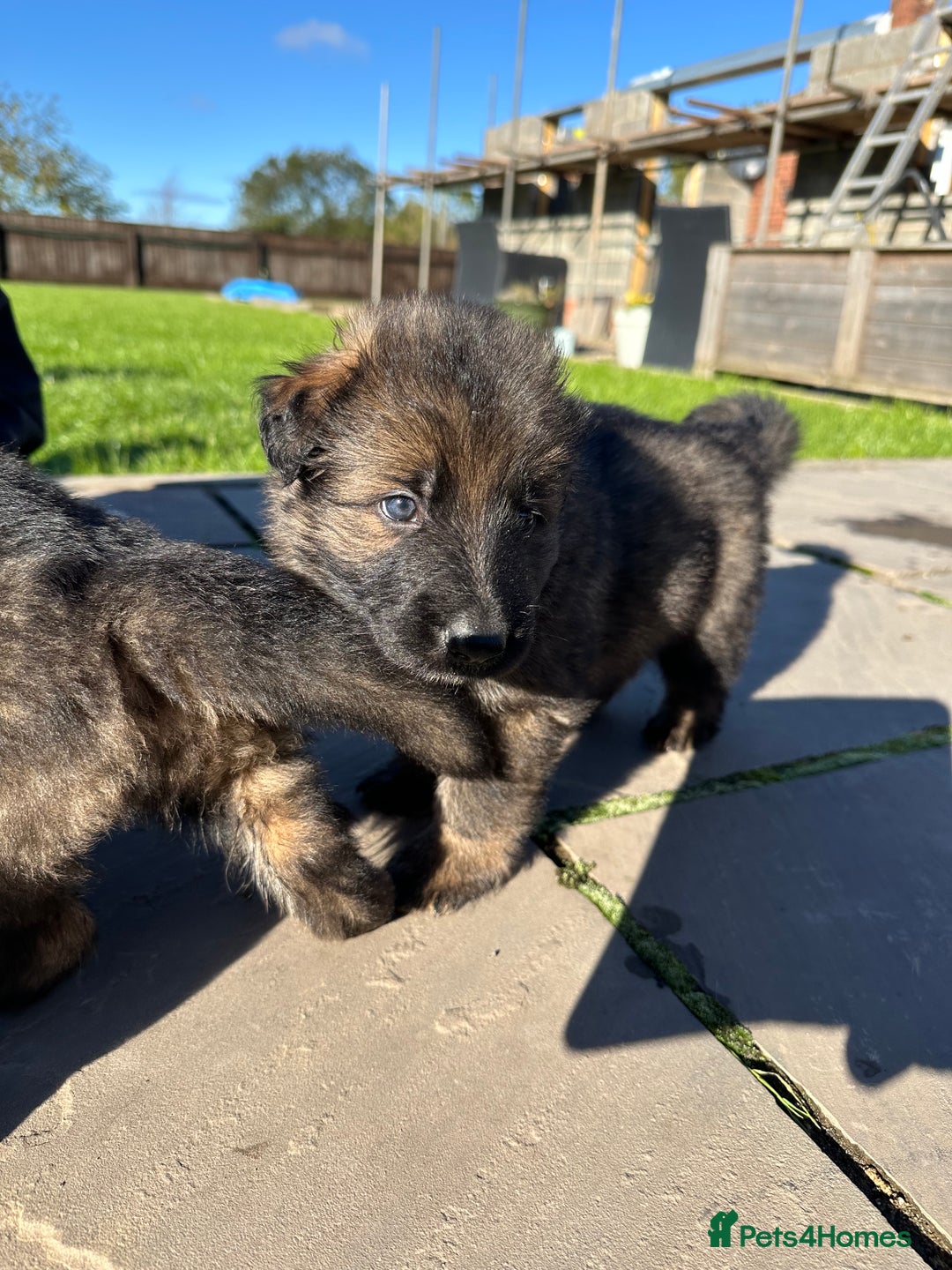 German Shepherd dogs for sale: Beautiful Litter of German Shepherd Puppies - Image 17