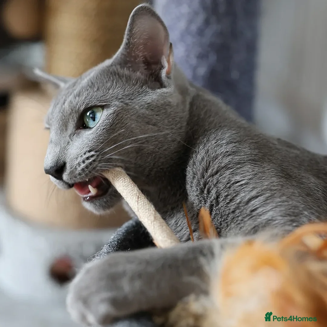 Russian Blue cats for stud: Russian blue for stud  in Burton-on-Trent - Image 6