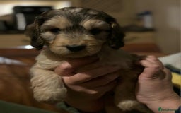 Cockapoo dogs for sale: Cockerpoo puppies F1 stunning colours - Image 1