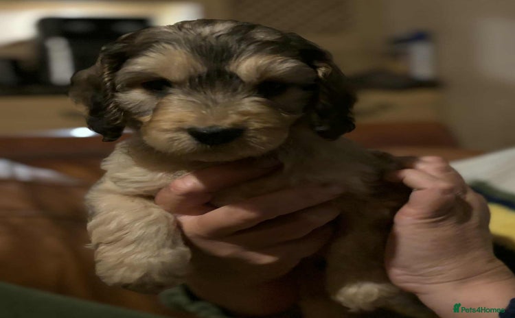 Cockapoo dogs - Advert 15