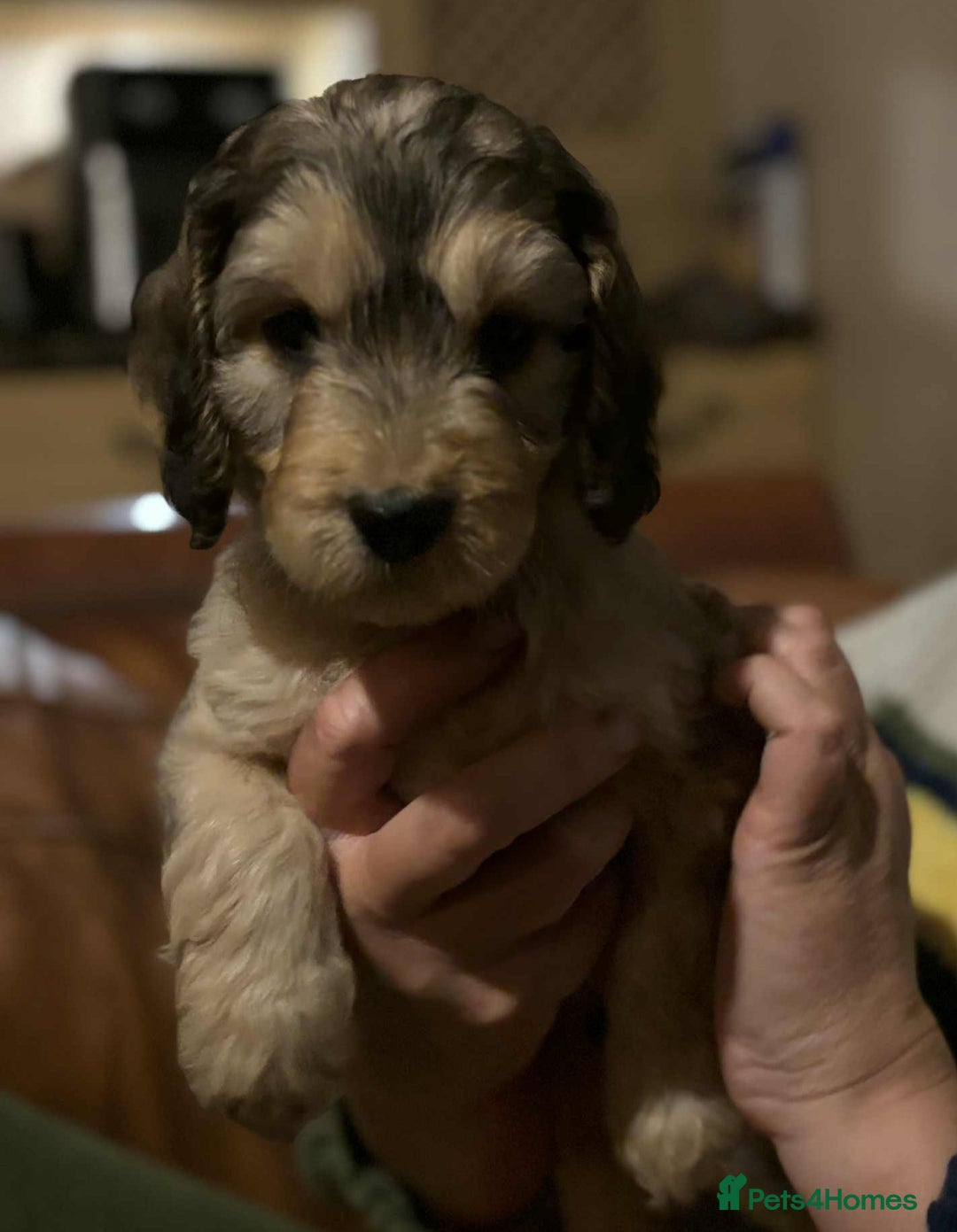 Cockapoo dogs for sale: Cockerpoo puppies F1 stunning colours - Image 1
