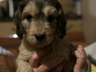 Cockapoo dogs - Advert 9