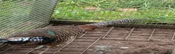 Pheasants poultry for sale: Lady Amherst pheasant pair - Advert 2