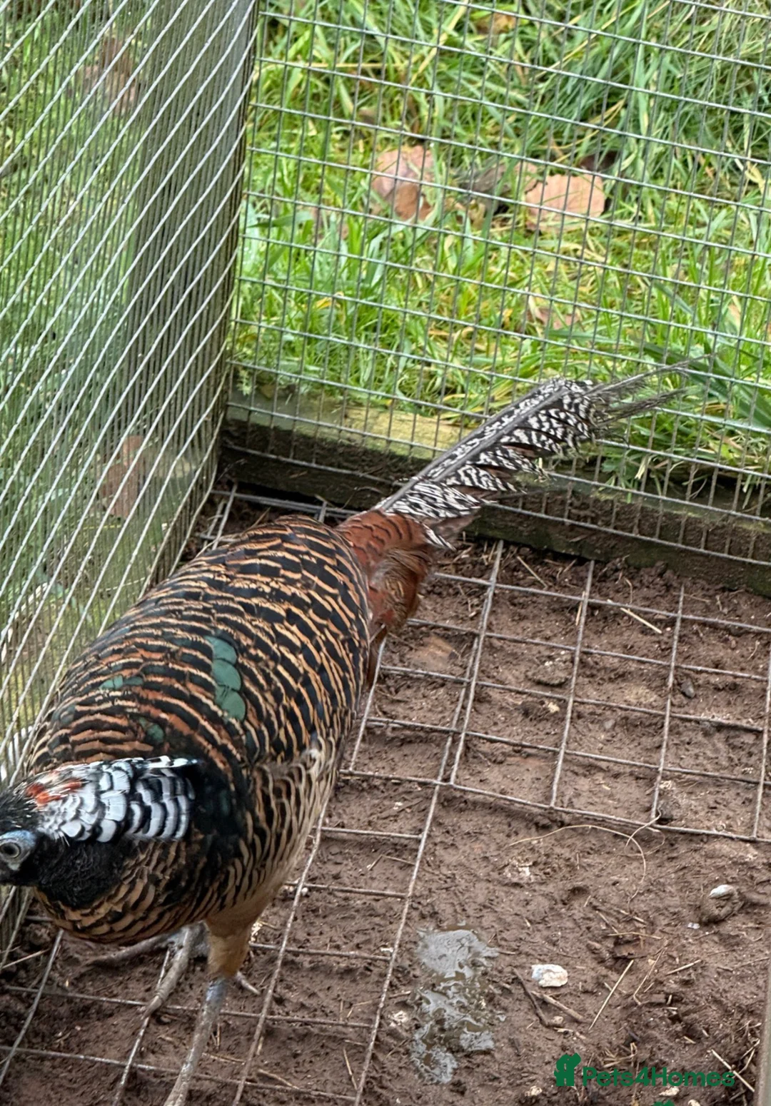 Pheasants poultry for sale: Lady Amherst pheasant pair - Advert 2