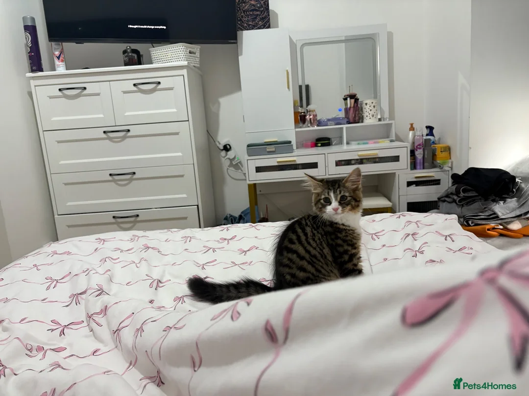 Mixed Breed cats for sale: URGENT HOME FOR MOUDI AND FLUFFY  in London - Advert 2