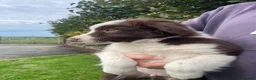 Bearded Collie dogs for sale: Beautiful bouncing Beardies  - Advert 7
