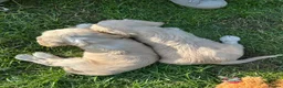 Mixed Breed dogs for sale: Chinese crested cross cocker spaniel in Abergavenny - Advert 11