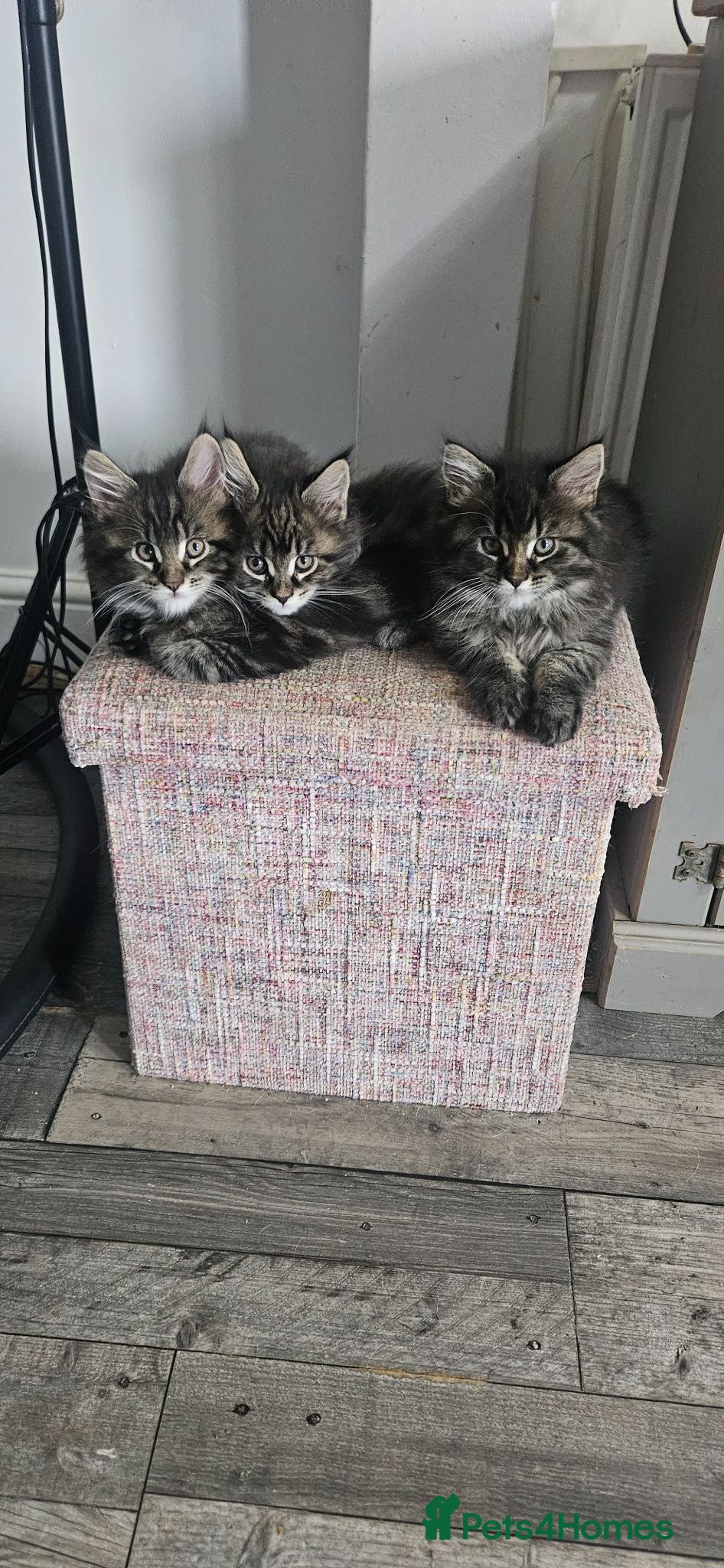 Maine Coon cats Stunning TICA Registered Maine coon Kittens  - Advert 1