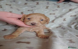 Cockapoo dogs for sale: Gorgeous F1B Miniature Cockapoo puppies  - Image 3