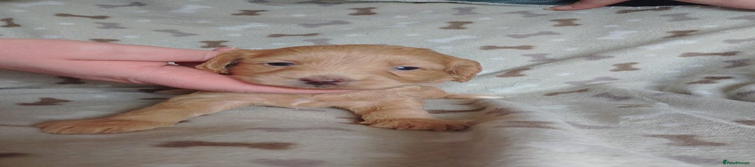 Cockapoo Puppy 2