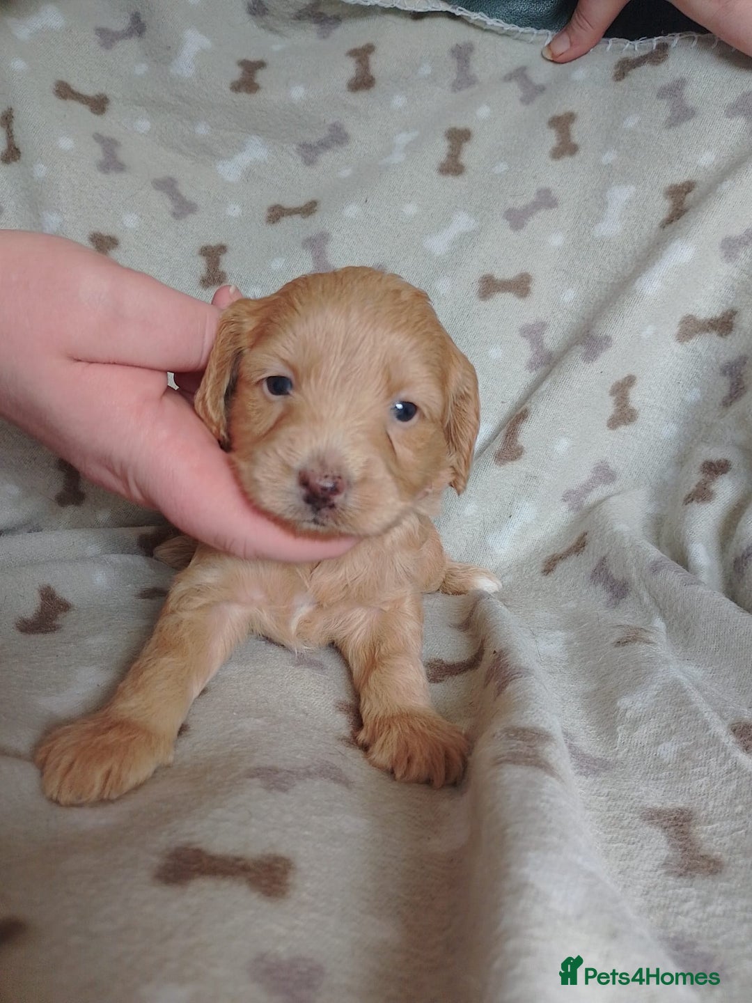 Cockapoo dogs for sale: Gorgeous F1B Miniature Cockapoo puppies  - Image 3