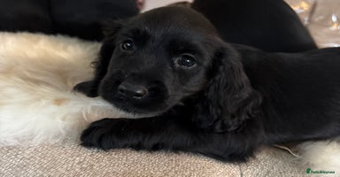 Cocker Spaniel dogs - Advert 5