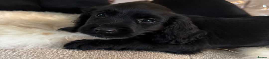 Cocker Spaniel Puppy 1