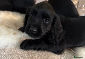 Cocker Spaniel dogs - Advert 8