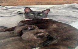 Domestic Shorthair cats for sale: 3 black kittens for sale  - Image 14