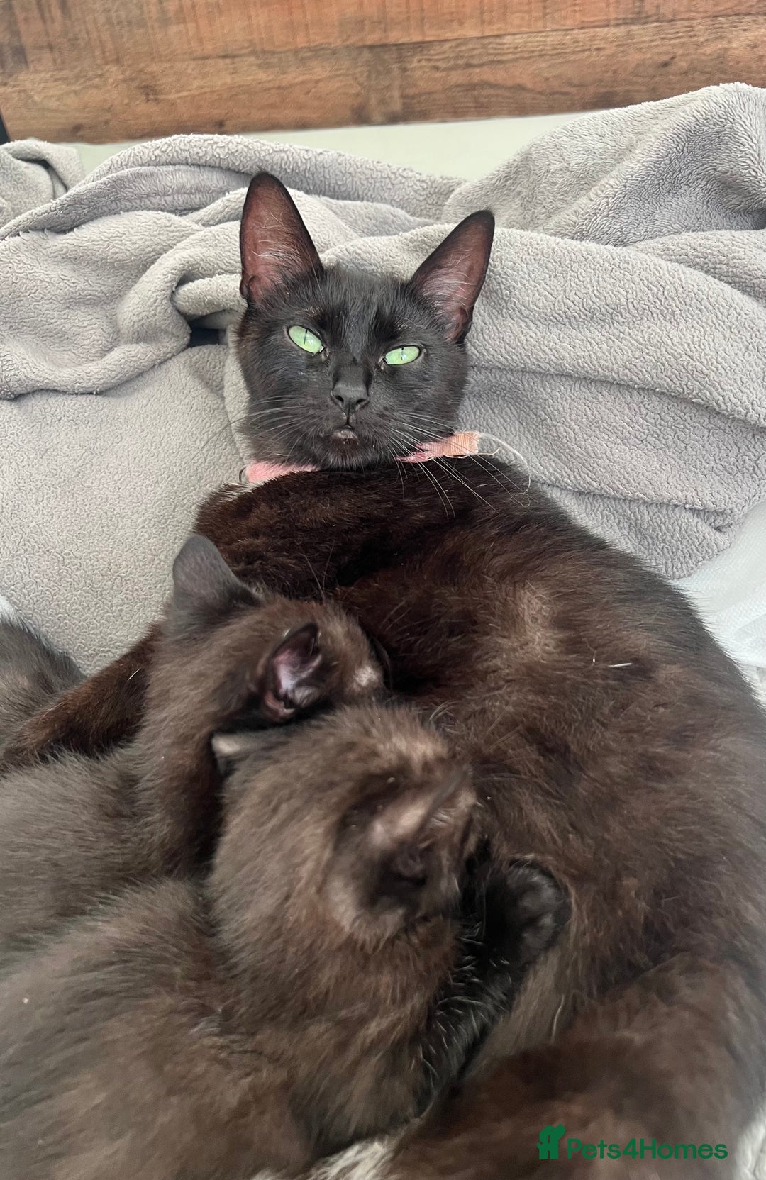Domestic Shorthair cats for sale: 3 black kittens for sale  - Image 14