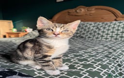 Mixed Breed cats for sale: 2 female kittens for sale - Image 4