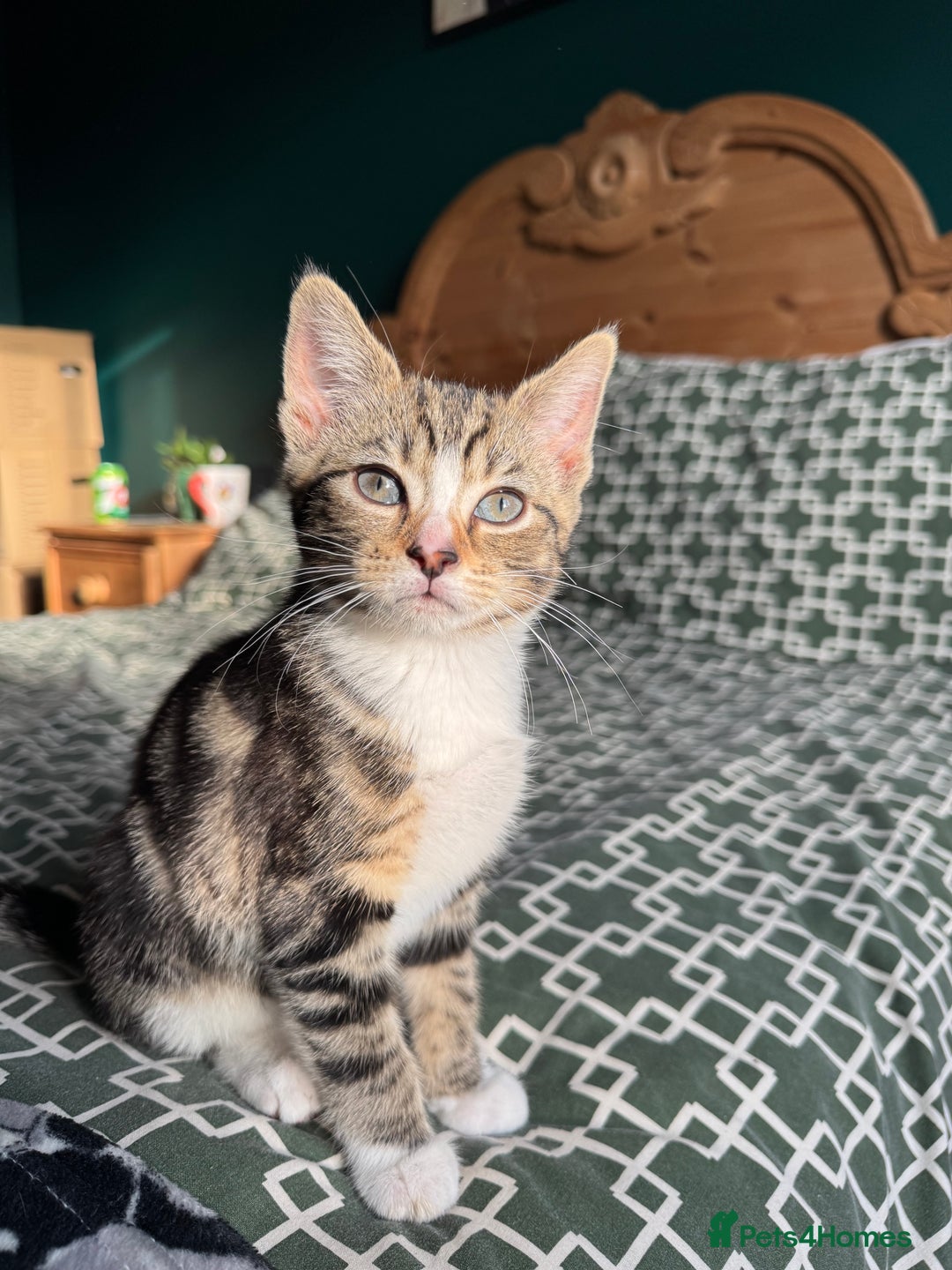 Mixed Breed cats for sale: 2 female kittens for sale - Image 4