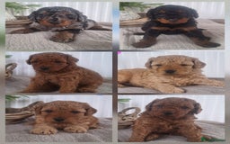 Labradoodle dogs for sale: ✨️Miniture Labradoodles✨️ - Image 9