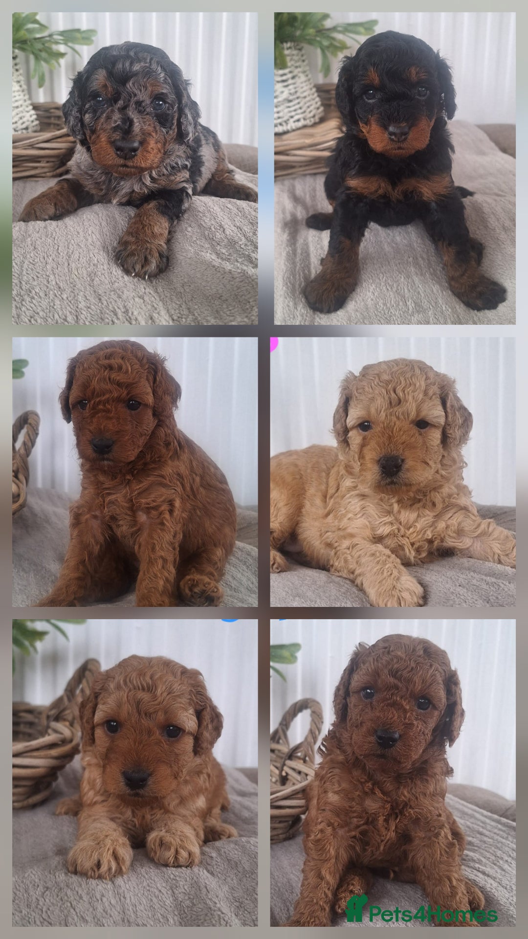 Labradoodle dogs for sale: ✨️Miniture Labradoodles✨️ - Image 9