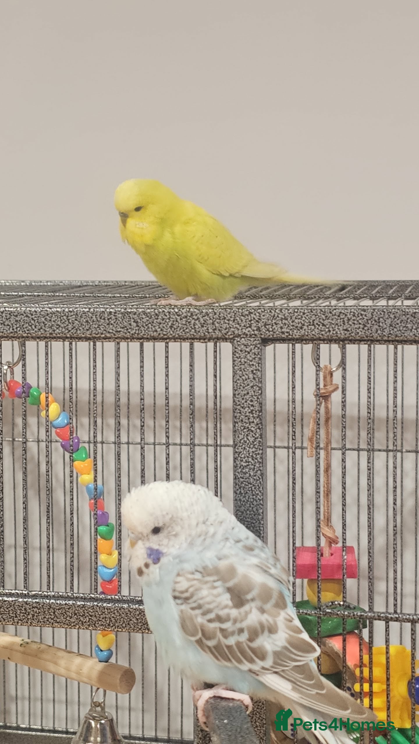 Budgerigars birds Pair of Male Budgies in Milford Haven - Advert 1