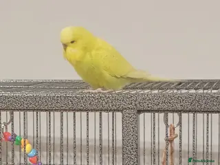 Budgerigars birds Pair of Male Budgies in Milford Haven - Advert 1