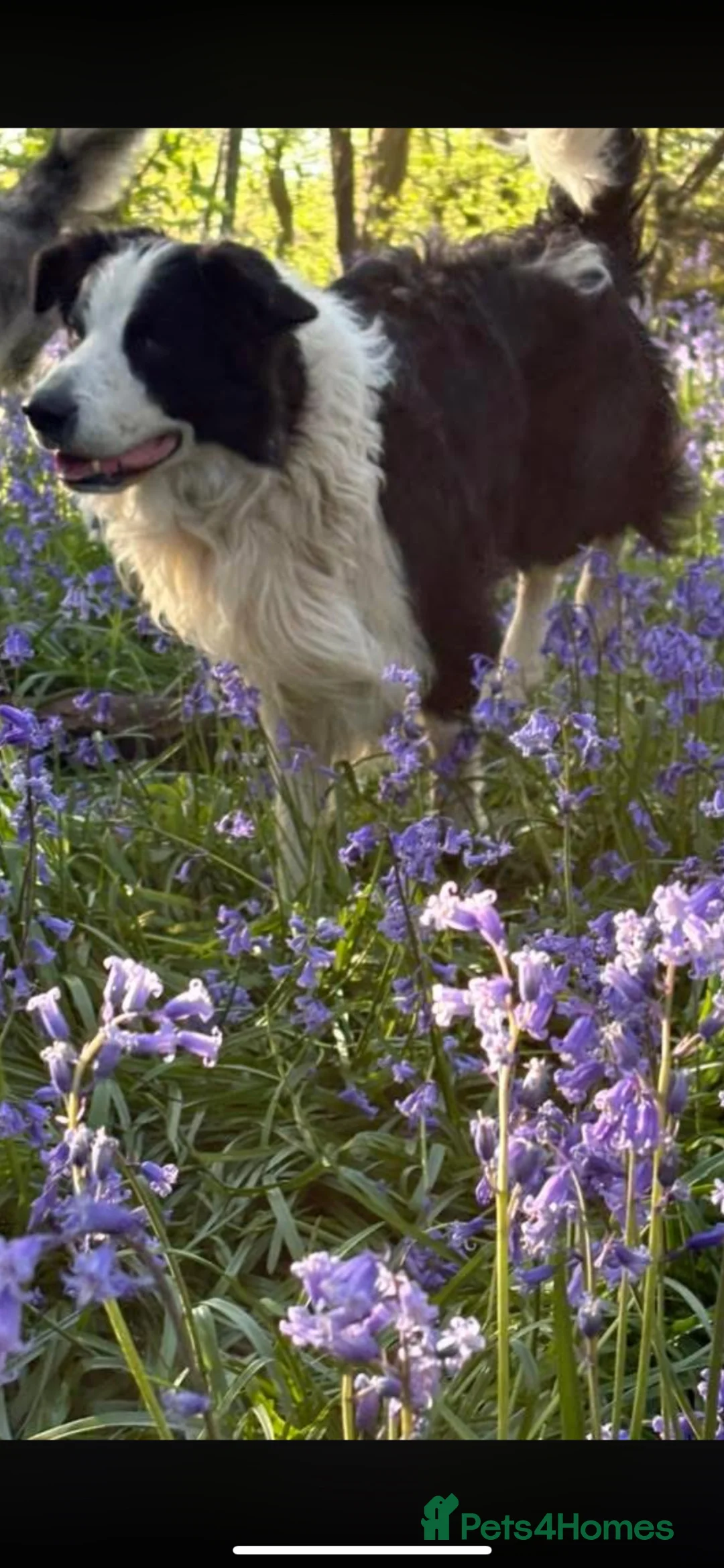 Border Collie dogs for sale: Gorgeous Border Collie puos - Advert 12