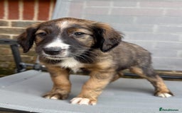Mixed Breed dogs for sale: Beautiful Cocker X Collie Pups  - Image 6