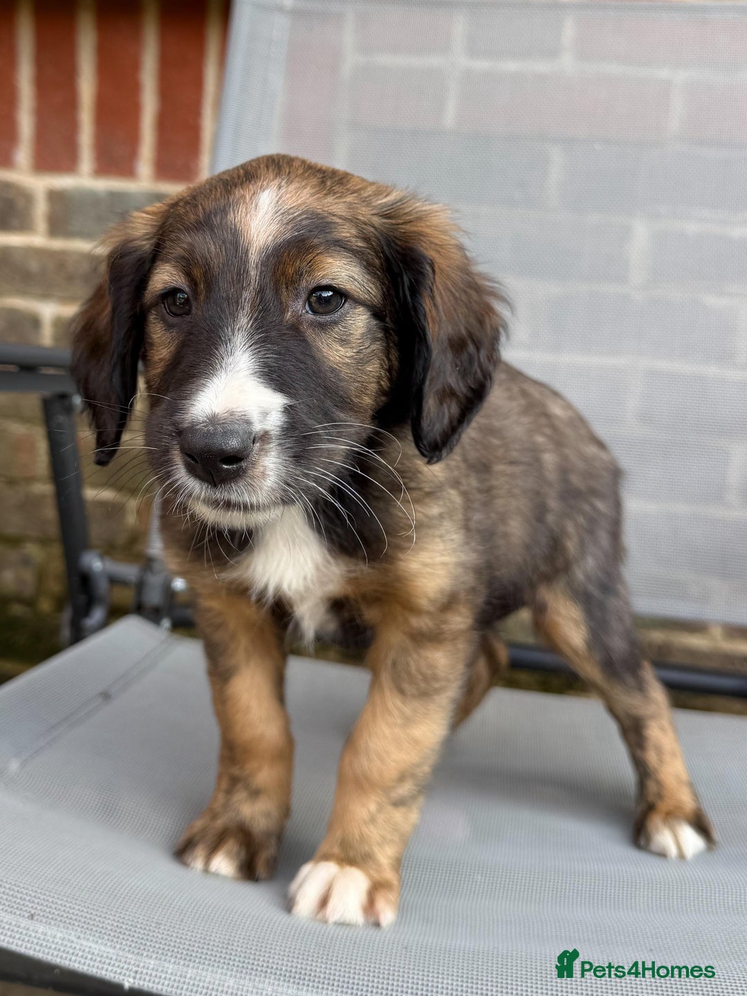 Mixed Breed dogs for sale: Beautiful Cocker X Collie Pups  - Image 6