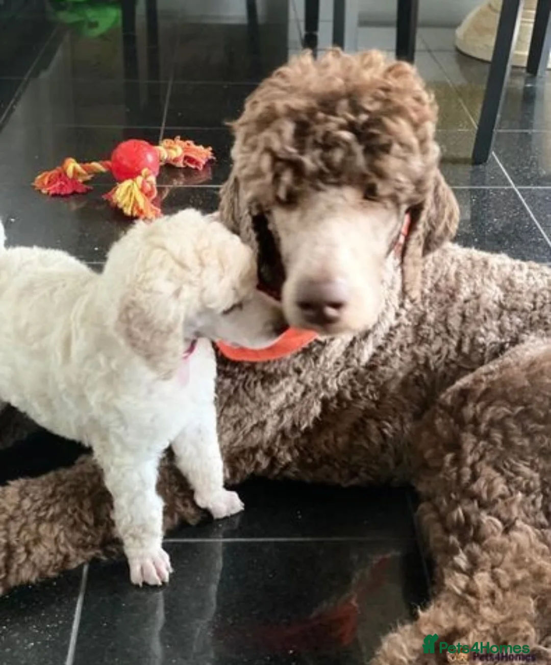 Standard Poodle dogs for stud: Champion Proven Gentle Poodle Available for Stud in Swindon - Advert 19
