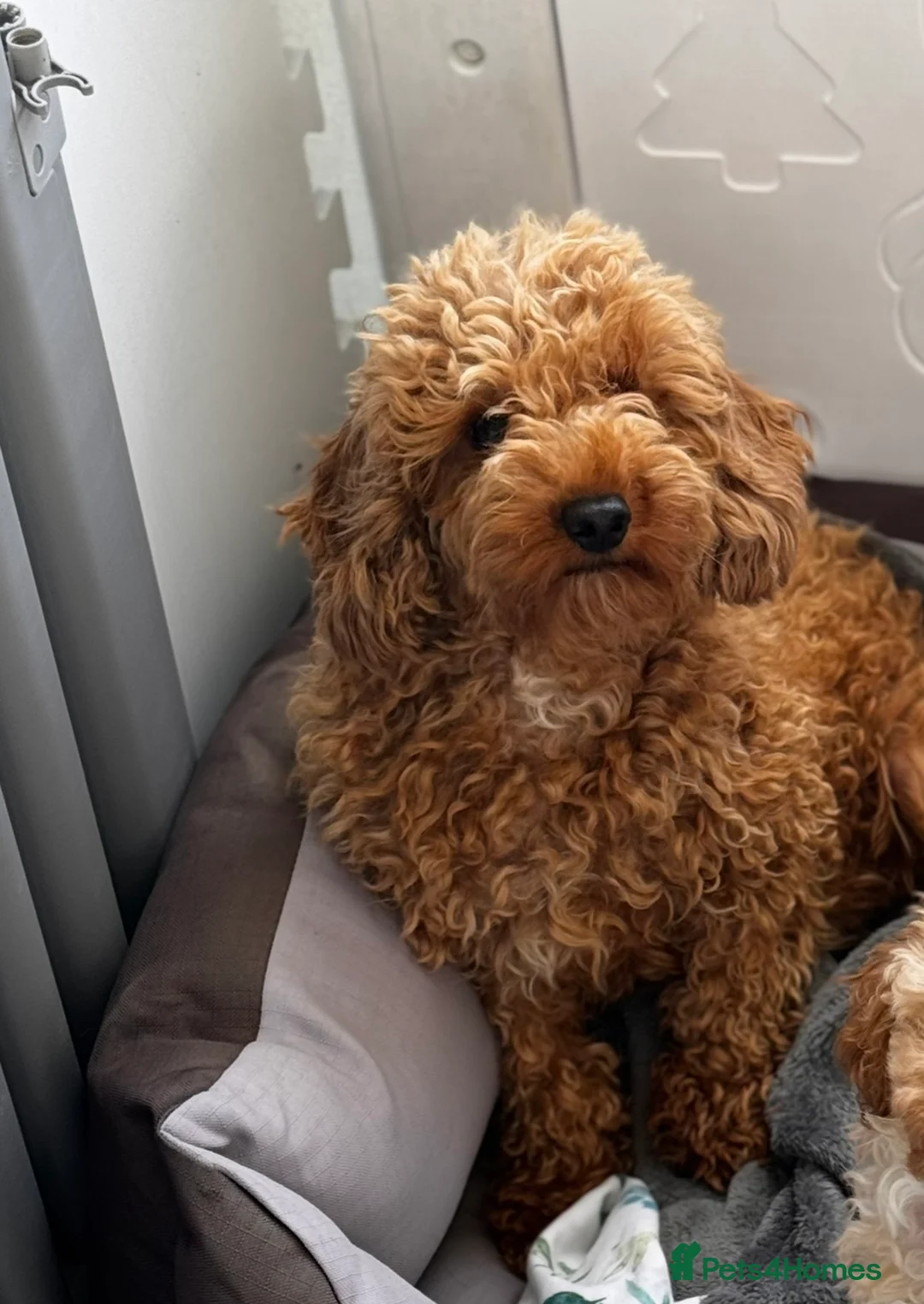 Cavachon dogs for sale: Amazing teddy Cavapoochons  - Advert 3