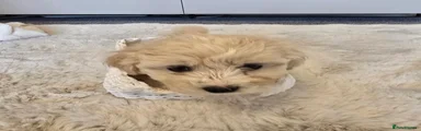 Maltipoo 3