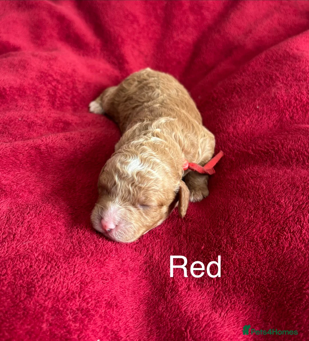 Cockapoo dogs for sale: Beautiful F1b Cockapoo Puppies - Advert 9