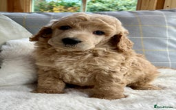 Standard Poodle dogs for sale: KC reg standard poodles  - Image 8